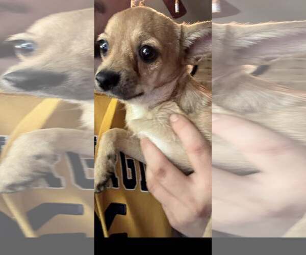 Medium Photo #3 Chihuahua Puppy For Sale in Mount Laurel, NJ, USA