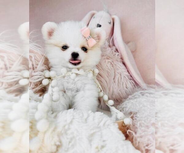Medium Photo #3 Pomeranian Puppy For Sale in HOUSTON, TX, USA
