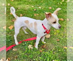 Small Photo #3 Chihuahua-Unknown Mix Puppy For Sale in Canton, CT, USA