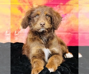 Aussiedoodle Puppy for sale in BURNS, TN, USA