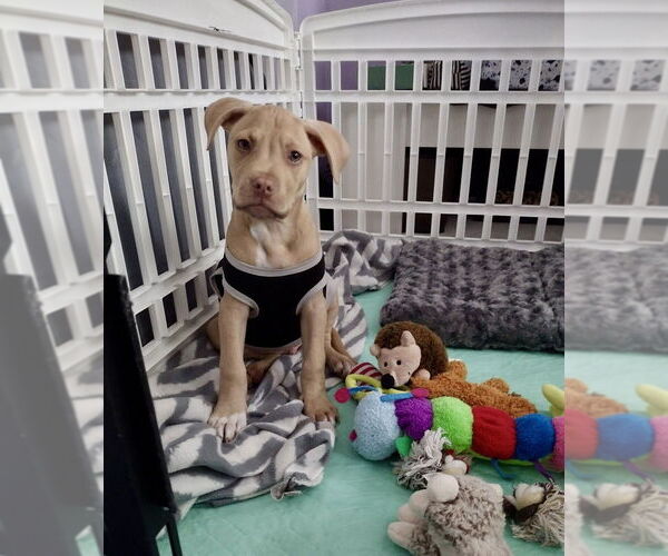 Medium Photo #9 Mutt Puppy For Sale in Mooresville, NC, USA