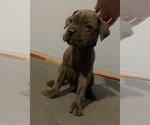 Small Cane Corso
