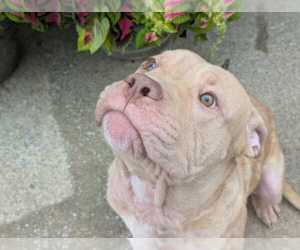 Medium Photo #5 Mutt Puppy For Sale in Wenonah, NJ, USA