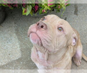 Frankie OâMalley    (2026) - Male Mutt Dog for Adoption - Photo #5