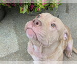 Small Photo #5 Mutt Puppy For Sale in Wenonah, NJ, USA