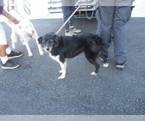 Border Collie-Unknown Mix Dogs for adoption in Ocala, FL, USA