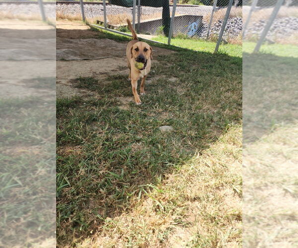 Medium Photo #4 Mutt Puppy For Sale in Evansville, IN, USA