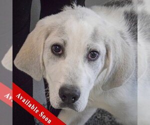 Great Pyredane Dogs for adoption in Huntley, IL, USA