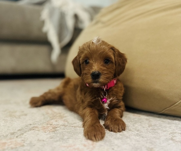 Medium Photo #13 Goldendoodle (Miniature) Puppy For Sale in GILBERT, AZ, USA