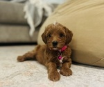 Small Photo #13 Goldendoodle (Miniature) Puppy For Sale in GILBERT, AZ, USA