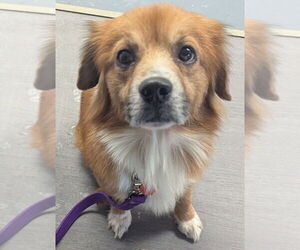 Beagle-Colonial Cocker Spaniel Mix Dogs for adoption in Evansville, IN, USA