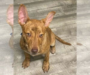 Mutt Dogs for adoption in Ellijay, GA, USA