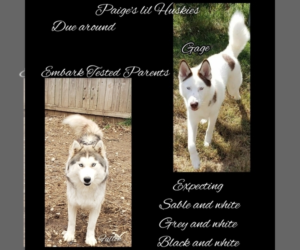 Medium Photo #7 Siberian Husky Puppy For Sale in BLOOMFIELD, IN, USA