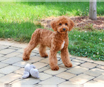 Small #2 Cavapoo (Miniature)