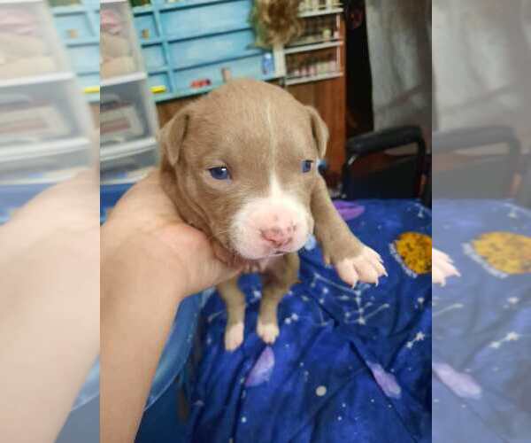 Medium Photo #31 American Pit Bull Terrier Puppy For Sale in DANNEBROG, NE, USA
