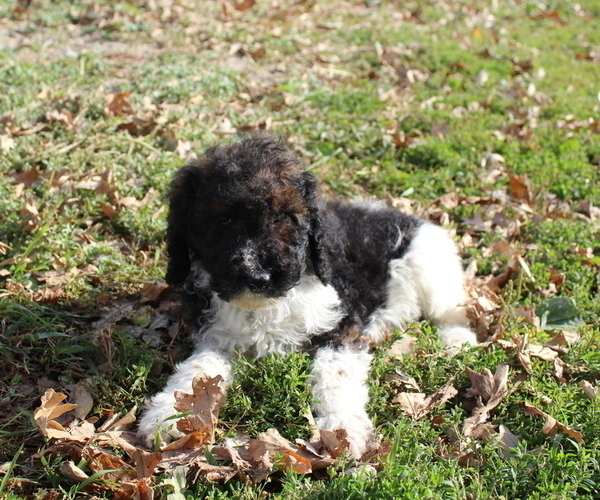 Medium Photo #2 Poodle (Standard) Puppy For Sale in JOICE, IA, USA