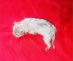 Small #3 American Bully