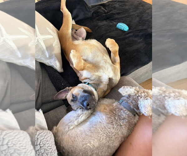 Medium Photo #2 Mutt Puppy For Sale in Imlay City, MI, USA