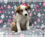 Small #2 Australian Shepherd