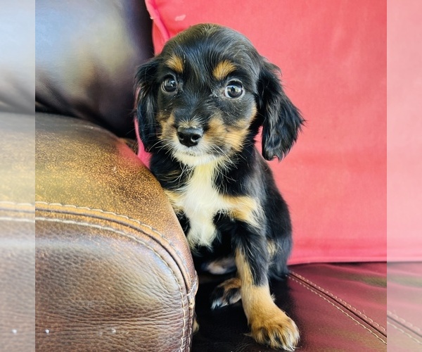 Medium Photo #12 Cavalier King Charles Spaniel Puppy For Sale in FRESNO, OH, USA