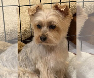 A Kalipso (AKA Kalli) - Female Mutt Dog for Adoption - Photo #2