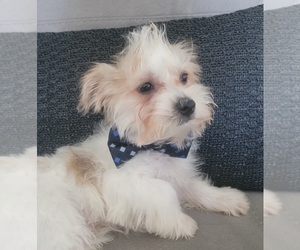 Morkie Puppy for sale in OTTAWA, OH, USA