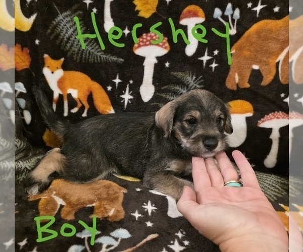 Medium Photo #18 Chizer Puppy For Sale in MONTEZUMA, GA, USA