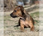 Small Photo #9 Mutt Puppy For Sale in McKinney, TX, USA