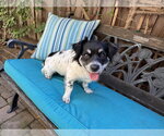 Small #3 Colonial Cocker Spaniel Mix