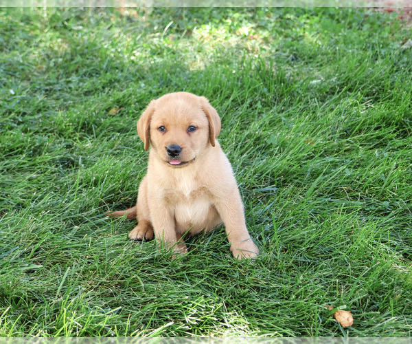 Medium Photo #2 Labrador Retriever Puppy For Sale in SYRACUSE, IN, USA