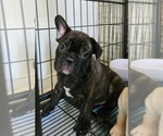 Small Photo #3 French Bulldog Puppy For Sale in N CHESTERFLD, VA, USA