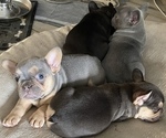 Small Photo #7 French Bulldog Puppy For Sale in FONTANA, CA, USA