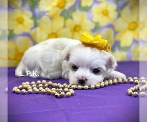 Maltese Puppy for sale in WINNSBORO, LA, USA