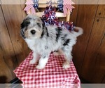 Puppy Mini Louise Bernedoodle (Miniature)