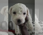 Small Photo #11 Bichon Frise Puppy For Sale in MAITLAND, FL, USA
