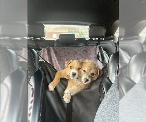 Medium Photo #4 Mutt Puppy For Sale in Holly Springs, NC, USA