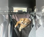 Small #3 Mutt