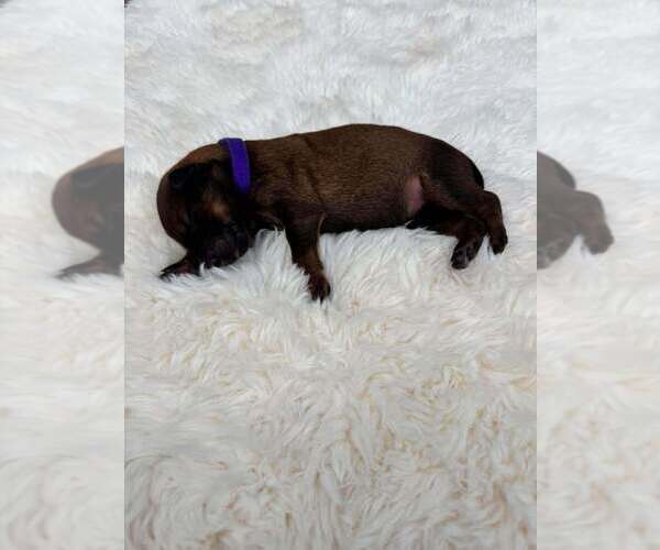 Medium Photo #1 Mutt Puppy For Sale in Imlay City, MI, USA