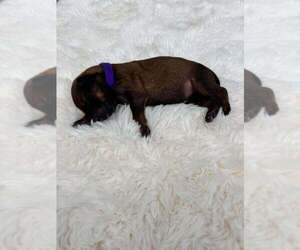 Mutt Dogs for adoption in Imlay City, MI, USA