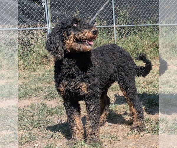 Medium Photo #2 Bernedoodle Puppy For Sale in Thomasville, NC, USA