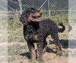 Small #1 Bernedoodle