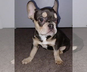 French Bulldog Puppy for Sale in NAPLES, Florida USA