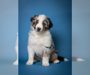 Miniature American Shepherd Puppy for sale in NEW CONCORD, OH, USA