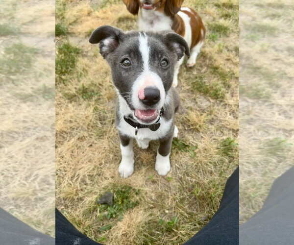 Medium Photo #8 Mutt Puppy For Sale in Oakhurst, NJ, USA