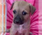 Small #2 Labrador Retriever Mix