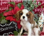 Small #1 Cavalier King Charles Spaniel