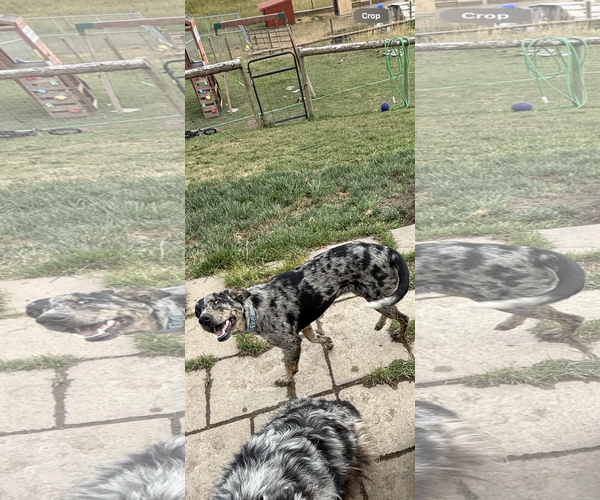 Medium Photo #2 Australian Shepherd-Unknown Mix Puppy For Sale in Polson, MT, USA