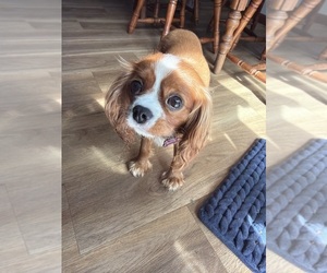Mother of the Cavalier King Charles Spaniel puppies born on 05/10/2026