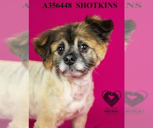 Medium Photo #2 Mutt Puppy For Sale in Stockton, CA, USA