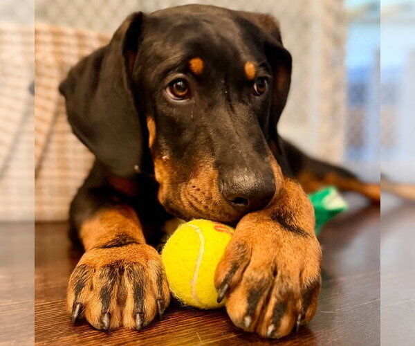 Medium Photo #8 Coonhound-Unknown Mix Puppy For Sale in Canton, CT, USA